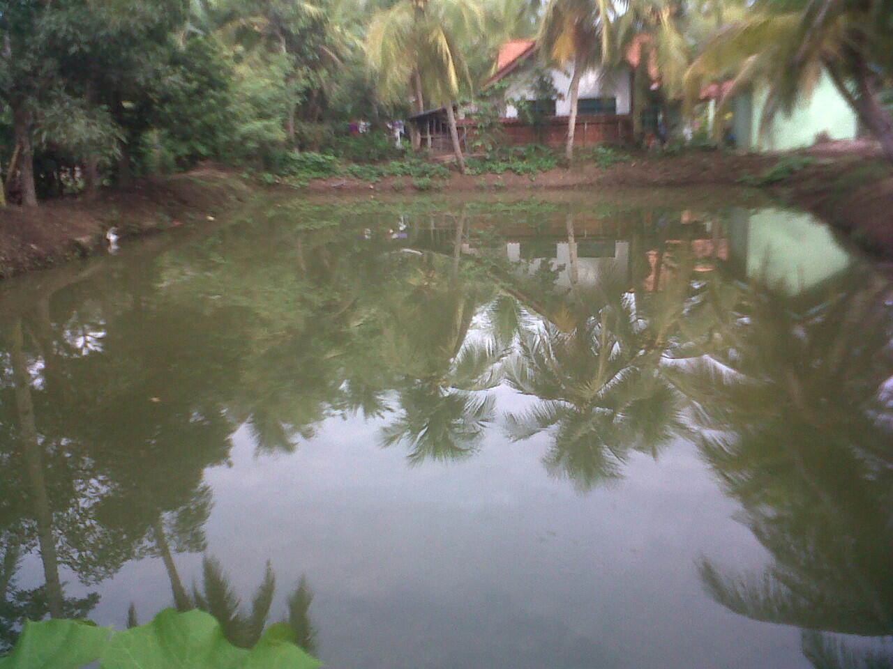 BAGAIMANA CARA MEMANFAATKAN KOLAM IKAN YANG BAIK DAN BENAR SEKALIGUS MENGHASILK...???