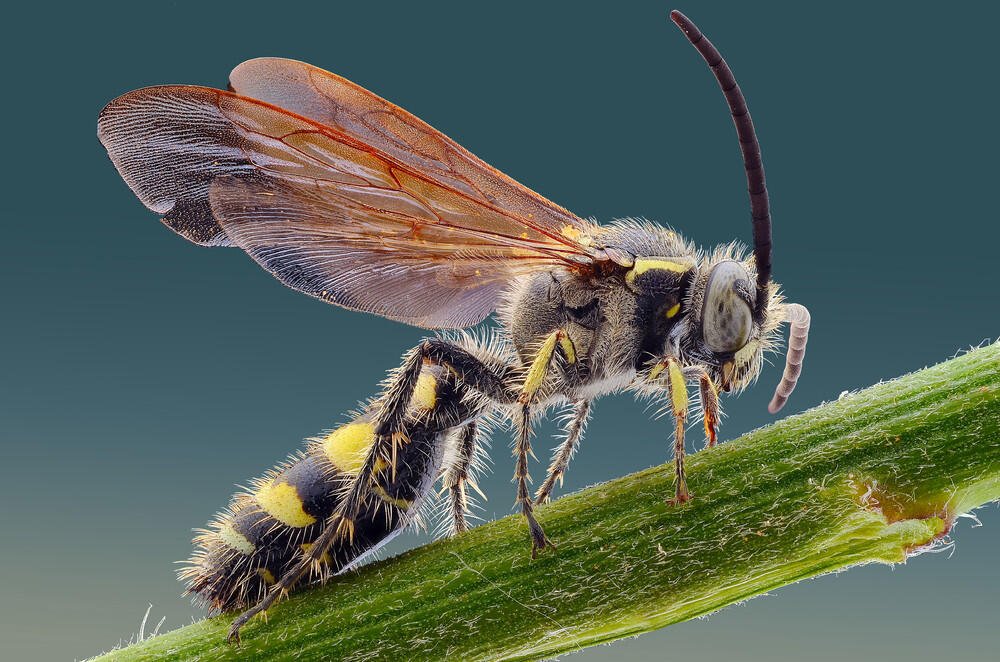 Ini Bener bener Karya Arek Indonesia ! ( Keren banget gan )