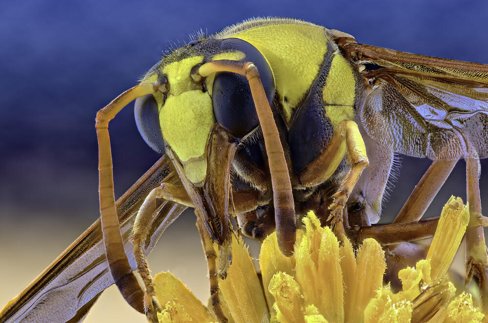 Ini Bener bener Karya Arek Indonesia ! ( Keren banget gan )