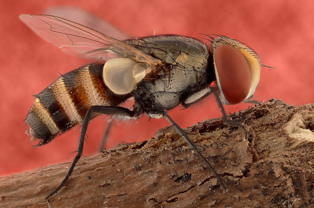 Ini Bener bener Karya Arek Indonesia ! ( Keren banget gan )