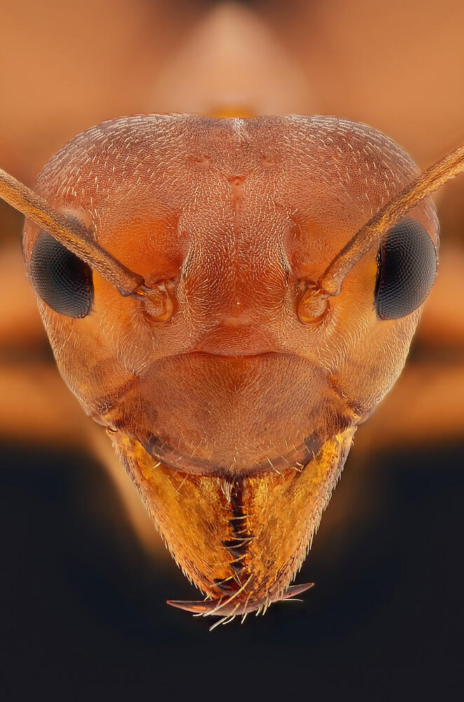 Ini Bener bener Karya Arek Indonesia ! ( Keren banget gan )