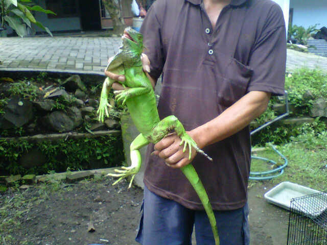 iguana ijo female 1 meter semarang