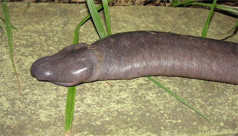 5 FAKTA GAK MASUK AKAL