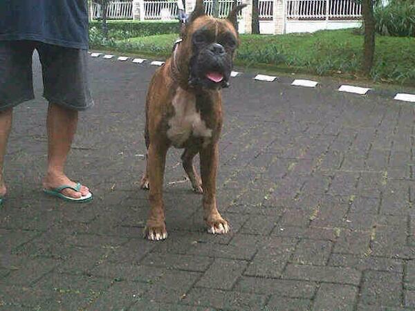 Mohon bantuan yang suka Anjing Boxer