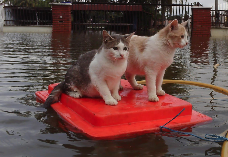 &#91;PIC&#93; Kucing terkepung banjir