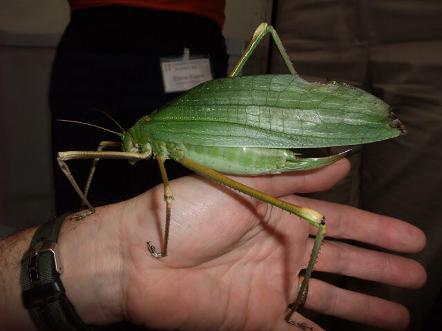 Giant Bug Series - Kenalan Ama Serangga-Serangga Raksasa Dari Berbagai Belahan Dunia