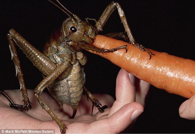 Giant Bug Series - Kenalan Ama Serangga-Serangga Raksasa Dari Berbagai Belahan Dunia