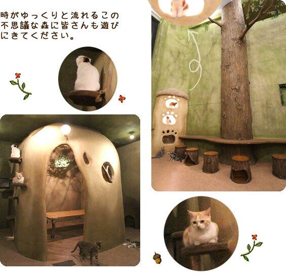 Kafe kafe Di Tokyo Jepang Yang Dipenuhi Dengan Kucing