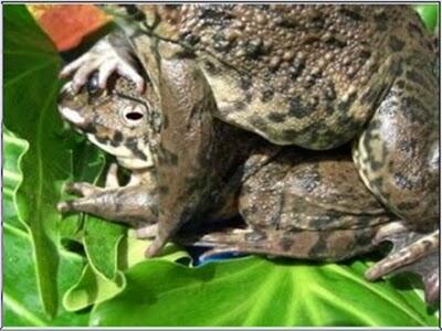 Foto-Foto Binatang Kodok Lagi Kawin