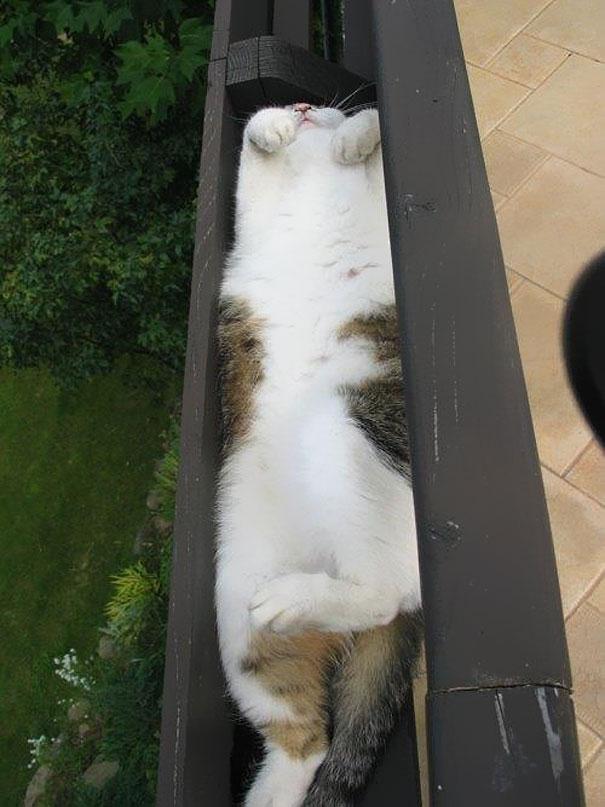 &#91;lucu&#93; Kenapa Ya Gan Kucing Suka Tempat yang Sempit?.. Penggemar kucing massuup!^^