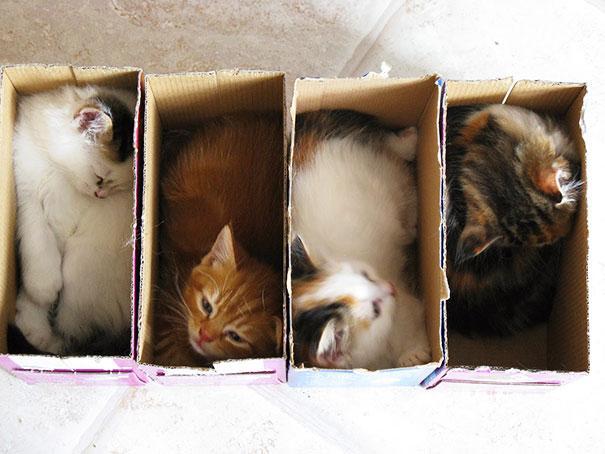 &#91;lucu&#93; Kenapa Ya Gan Kucing Suka Tempat yang Sempit?.. Penggemar kucing massuup!^^