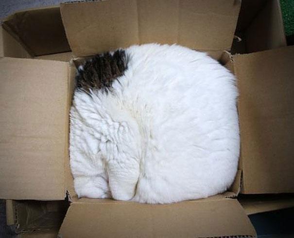 &#91;lucu&#93; Kenapa Ya Gan Kucing Suka Tempat yang Sempit?.. Penggemar kucing massuup!^^