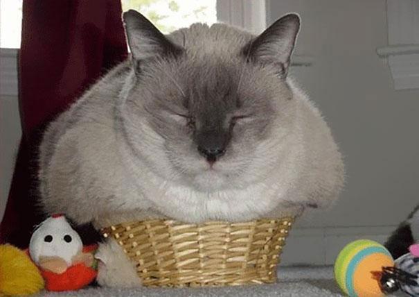 &#91;lucu&#93; Kenapa Ya Gan Kucing Suka Tempat yang Sempit?.. Penggemar kucing massuup!^^