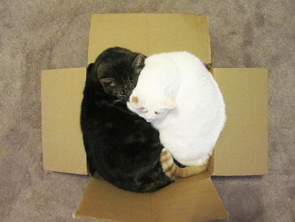 &#91;lucu&#93; Kenapa Ya Gan Kucing Suka Tempat yang Sempit?.. Penggemar kucing massuup!^^