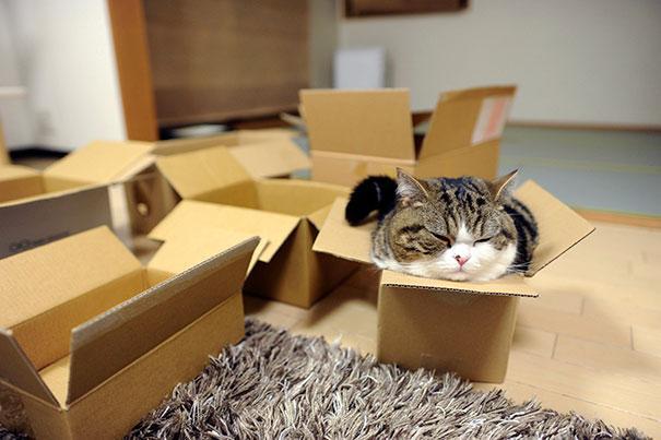 &#91;lucu&#93; Kenapa Ya Gan Kucing Suka Tempat yang Sempit?.. Penggemar kucing massuup!^^