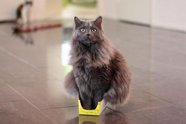 &#91;lucu&#93; Kenapa Ya Gan Kucing Suka Tempat yang Sempit?.. Penggemar kucing massuup!^^