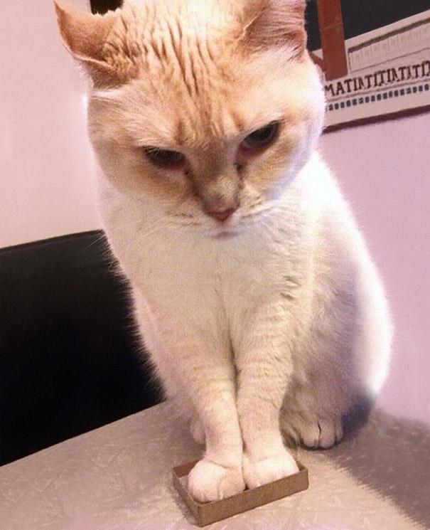 &#91;lucu&#93; Kenapa Ya Gan Kucing Suka Tempat yang Sempit?.. Penggemar kucing massuup!^^