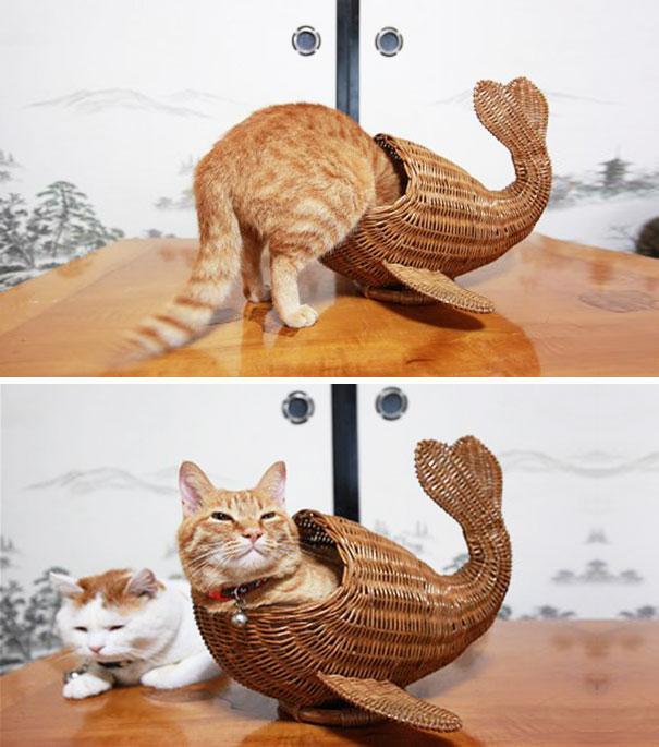 &#91;lucu&#93; Kenapa Ya Gan Kucing Suka Tempat yang Sempit?.. Penggemar kucing massuup!^^