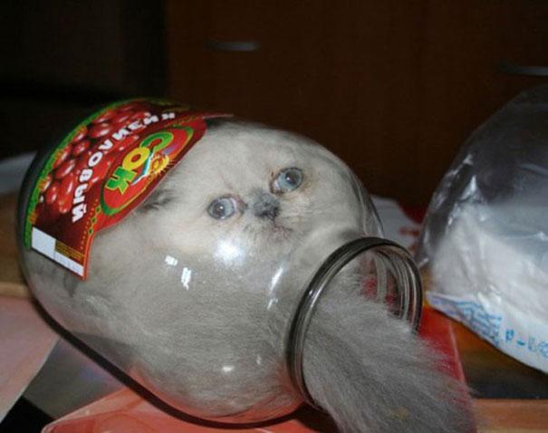 &#91;lucu&#93; Kenapa Ya Gan Kucing Suka Tempat yang Sempit?.. Penggemar kucing massuup!^^