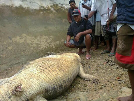 Penampakan Buaya Pemakan Bocah di Pulau Semau NTT