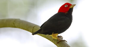 Red-Capped Manakin, Burung Yang Dapat Melakukan Moonwalk!