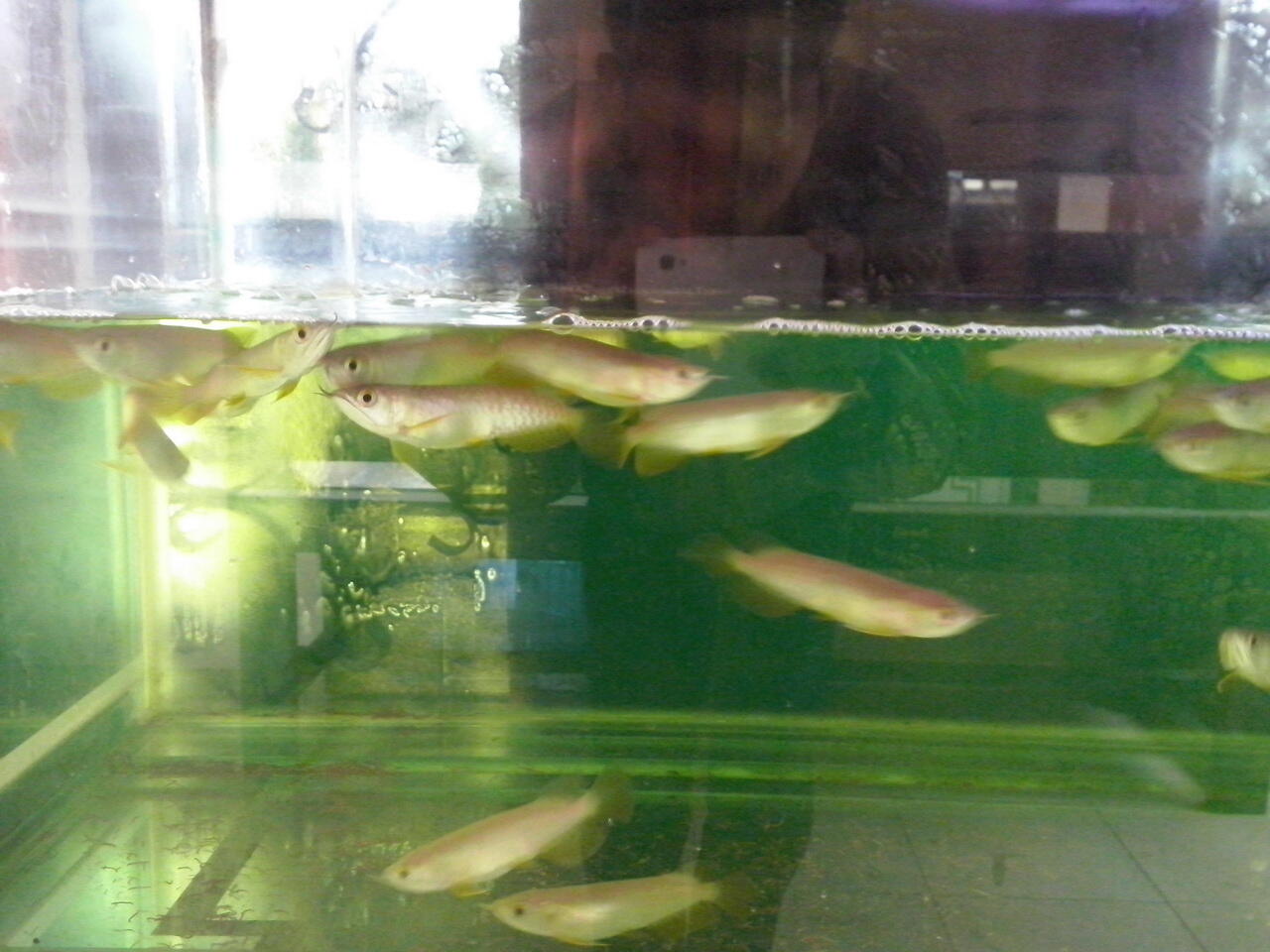 Jual arwana super red dan golden red semarang