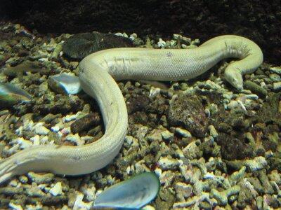 7 Hewan Laut Yang Sangat Berbahaya !