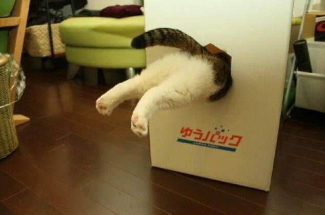 23 Kucing Flexibel &#91;PIC+&#93;