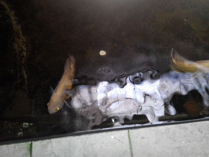 jual ikan dikolam borongan