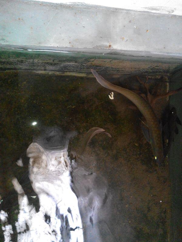 jual ikan dikolam borongan