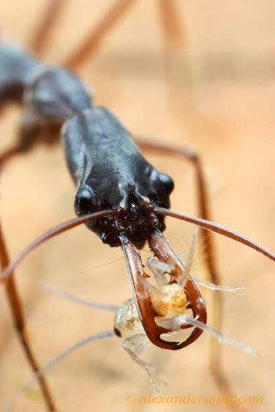 12 Cara Mati yang Mengerikan Jika Anda Seekor Arthropoda 