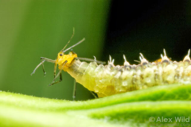 12 Cara Mati yang Mengerikan Jika Anda Seekor Arthropoda 