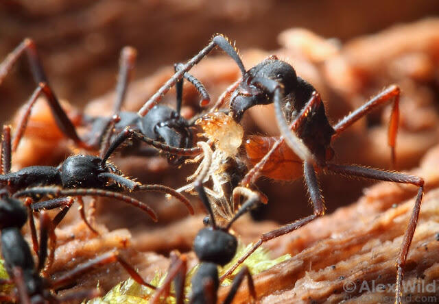 12 Cara Mati yang Mengerikan Jika Anda Seekor Arthropoda 