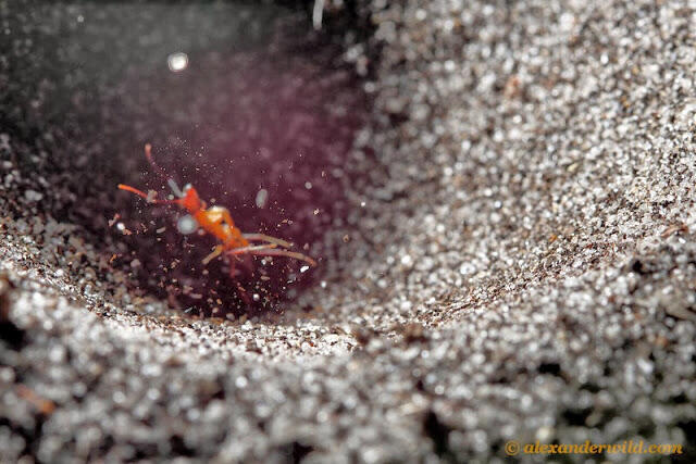 12 Cara Mati yang Mengerikan Jika Anda Seekor Arthropoda 