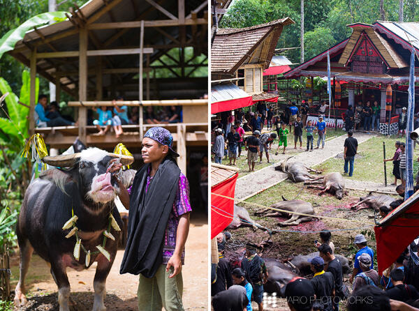 Uniquely Tana Toraja: Melihat Lebih Dekat Upacara Rambu Solo