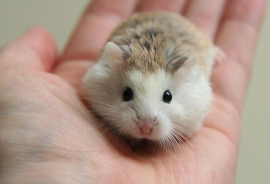 Dicari Hamster Roborovski White Face Tangerang