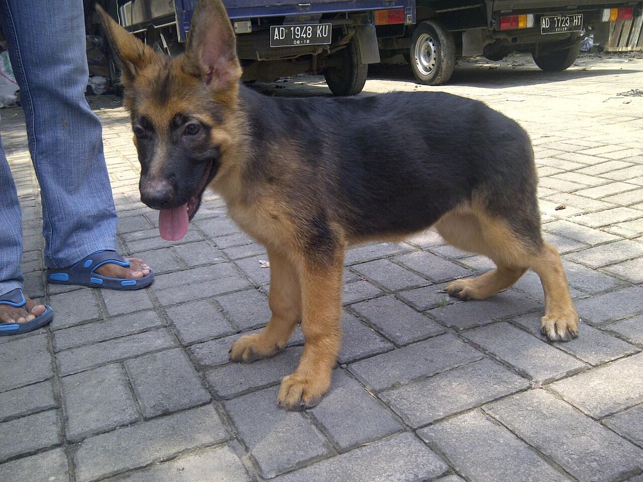 Herder Betina Good Quality stamboom