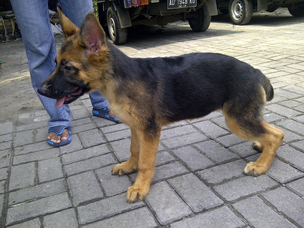 Herder Betina Good Quality stamboom