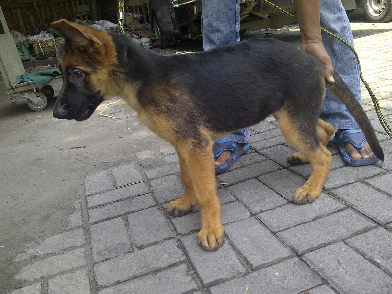 Herder Betina Good Quality stamboom