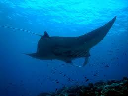 Suaka Alam Ikan Pari Manta Terbesar Dunia Ada di Indonesia Gan,,,