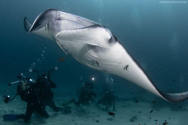 Suaka Alam Ikan Pari Manta Terbesar Dunia Ada di Indonesia Gan,,,