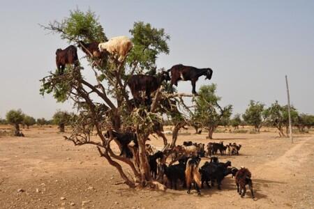 Menakjubkan!!! Kambing bisa Akrobatik ( PIC+ )