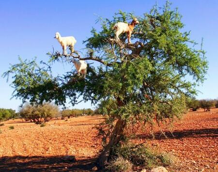 Menakjubkan!!! Kambing bisa Akrobatik ( PIC+ )