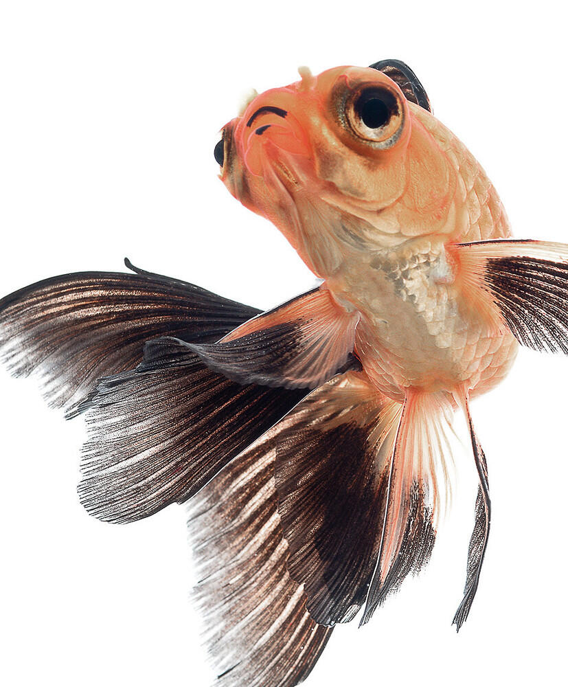 Ikan Ikan yang bertambah cantik Ditangan " Visarute Angkatavanich "Keren gan )