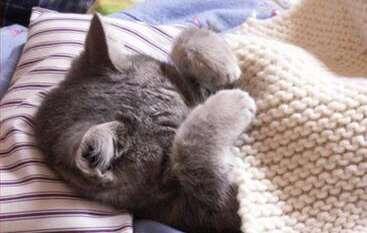 Berbagai penyakit kucing yang perlu agan ketahui | cat lovers masuk