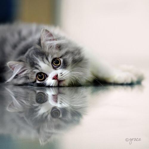 Berbagai penyakit kucing yang perlu agan ketahui | cat lovers masuk
