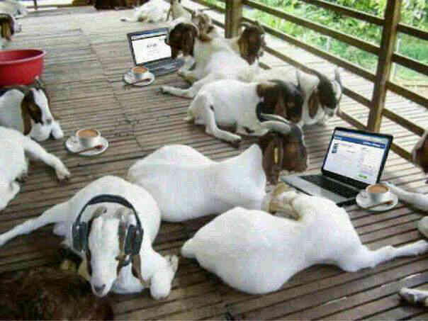 JANGAN KAN MANUSIA YANG BISA ONLINE KAMBING PUN BISA 