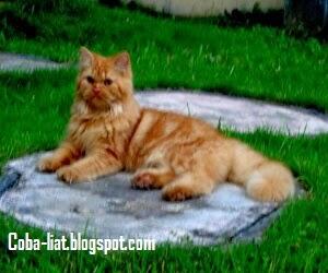 Jenis Jenis Kucing Persia