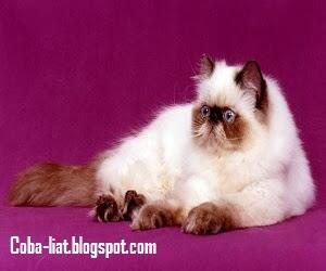 Jenis Jenis Kucing Persia