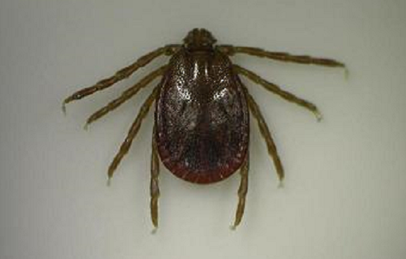 Hati Hati! 21 Orang Di Jepang Mati Akibat Virus Mematikan Yang Disebarkan Kutu